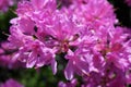 Full bloom elegant pink azalea flowers Royalty Free Stock Photo