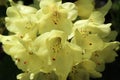 Full bloom elegant soft yellow rhododendron flower Royalty Free Stock Photo