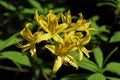 Full bloom elegant yellow azalea flower Royalty Free Stock Photo