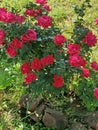 Full bloom knock out roses Royalty Free Stock Photo