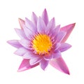 Full bloom lotus flower isolated on white with clipping path Royalty Free Stock Photo