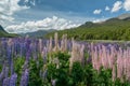 Full bloom lupine flower during autumn season Royalty Free Stock Photo