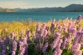 Full bloom lupine flower, New Zealand Royalty Free Stock Photo