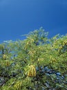 Full Bloom  Mesquite Tree  Yellow Fuzzy Blooming Flower Blossoms  Blue Sky Nature  Scene  Plant Foliage  Photography Royalty Free Stock Photo