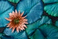 Neon Blue Water Lily leaves, Old rose coloured Lotus flower background wallpaper Royalty Free Stock Photo