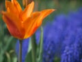 Full bloom Orange Tulip with Grape Hyacinth in the background Royalty Free Stock Photo