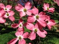 Full Bloom Pink Dogwood Flowers Royalty Free Stock Photo