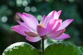 Full Bloom Pink Lotus Royalty Free Stock Photo