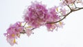 Full bloom pink Tabebuia Royalty Free Stock Photo
