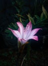 Full bloom pink and white lily single flower