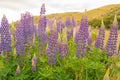 Full bloom purple lupine flower close up, New Zealand Royalty Free Stock Photo