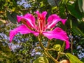 Full bloom of red flowers