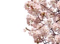 Full bloom sakura flower tree isolated Cherry blossom Royalty Free Stock Photo