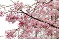 Full bloom sakura flower tree isolated Cherry blossom Royalty Free Stock Photo