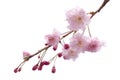Full bloom sakura flower tree isolated Cherry blossom Royalty Free Stock Photo