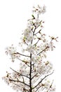 Full bloom sakura flower tree isolated Cherry blossom Royalty Free Stock Photo