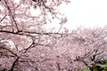 Full bloom sakura flower tree isolated Cherry blossom Royalty Free Stock Photo