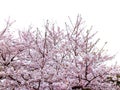 Full bloom sakura flower tree isolated Cherry blossom Royalty Free Stock Photo