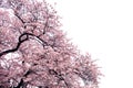 Full bloom sakura flower tree isolated Cherry blossom Royalty Free Stock Photo