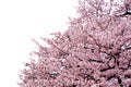 Full bloom sakura flower tree isolated Cherry blossom Royalty Free Stock Photo