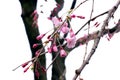 Full bloom sakura flower tree isolated Cherry blossom Royalty Free Stock Photo