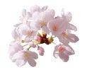 Full bloom sakura flower tree isolated with clipping path Royalty Free Stock Photo