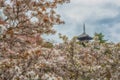 Full bloom sakura garden with blue sky and old pagoda Royalty Free Stock Photo