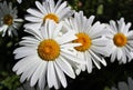 Full bloom Shasta daisies in mid summer Royalty Free Stock Photo