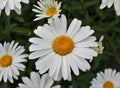 Full bloom Shasta daisies in mid summer. Royalty Free Stock Photo