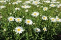 Full bloom Shasta daisies in mid summer Royalty Free Stock Photo