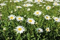 Full bloom Shasta daisies in mid summer Royalty Free Stock Photo