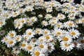 Full bloom Shasta daisies in mid summer Royalty Free Stock Photo
