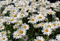 Full bloom Shasta daisies in mid summer Royalty Free Stock Photo