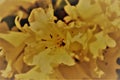 Full bloom soft yellow rhododendron flower - graphic image Royalty Free Stock Photo