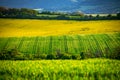In Full Bloom: Spring's Splendor in the Beautiful Agricultural Landscape
