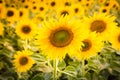 Full bloom sunflower close up Royalty Free Stock Photo