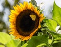 Full bloom sunflower with cloudless sulphur butterfly Royalty Free Stock Photo