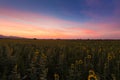 Full bloom sunflower field with beautiful sky Royalty Free Stock Photo