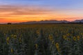 Full bloom sunflower field Royalty Free Stock Photo