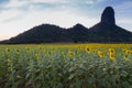 Full bloom Sunflower field Royalty Free Stock Photo