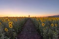 Full Bloom Sunflower Field In Travel Holidays Vacation Trip Outdoors At Natural Garden Park At Sunset In Summer In Lopburi