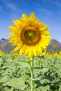 Full bloom Sunflower fleld Royalty Free Stock Photo