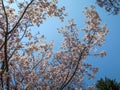 Full bloom sweet pink sakura branches and green tree with blue sky background on sunshine day Royalty Free Stock Photo