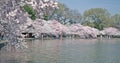 Full Bloom - Tidal Basin - Washington, DC Royalty Free Stock Photo