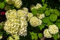 Full bloom of viburnum plicatum, also known as Japanese snowball flowers oodemari in springtime sunny day