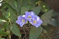 Three beautiful blue morning glory flowers in bloom Royalty Free Stock Photo