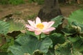 Full bloomed lotus flower