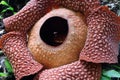 Full-bloomed Rafflesia arnoldii flower in Bengkulu forest