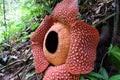 Full-bloomed Rafflesia arnoldii flower in Bengkulu forest