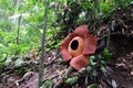 Full-bloomed Rafflesia arnoldii flower in Bengkulu forest Royalty Free Stock Photo